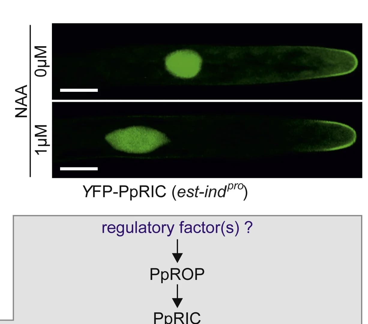 Open access visualization of Microscopy, Workflow, Confocal Microscopy, Protonemal Cells, YFP-PpRIC Expression