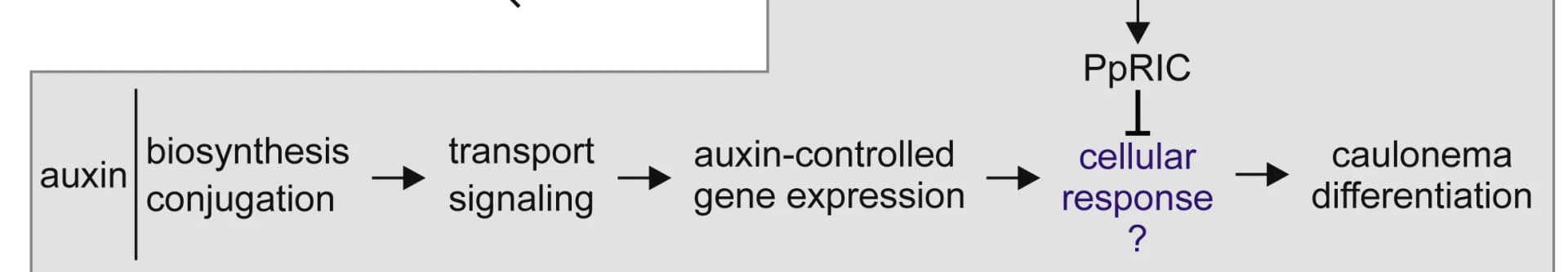 Open access visualization of Workflow, Flowchart, Illustration, Model, Caulonema Differentiation