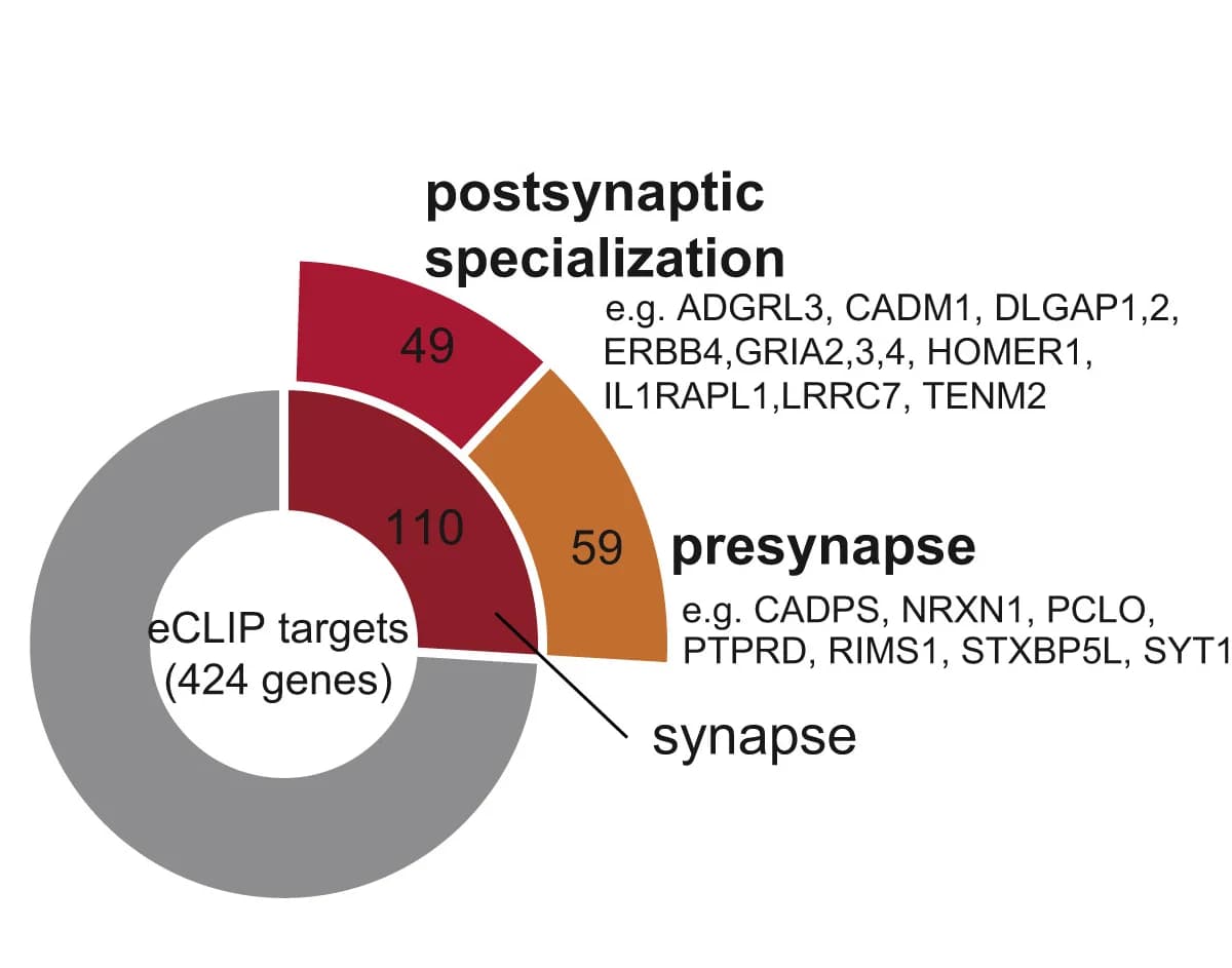 Open access visualization of Donut Chart, Sunburst Chart, Synaptic Function, eCLIP Targets, CLIPper Analysis