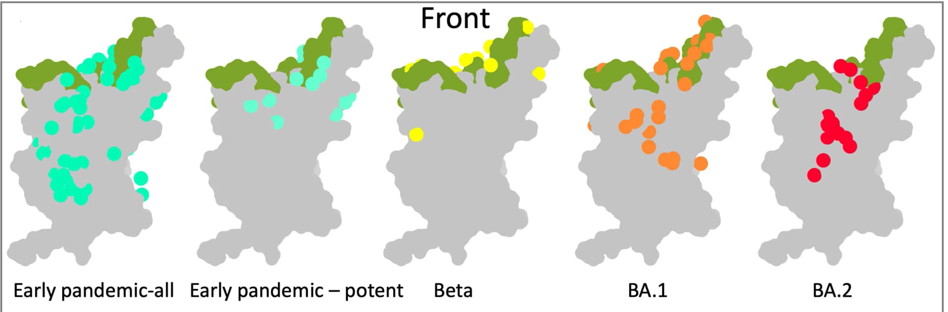 Open access visualization of Geo Map, Antibody Maps, Early-pandemic, Beta, BA.1