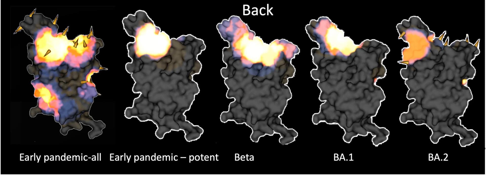 Open access visualization of Protein Structure, Heatmaps, RBD, Early-pandemic, Beta