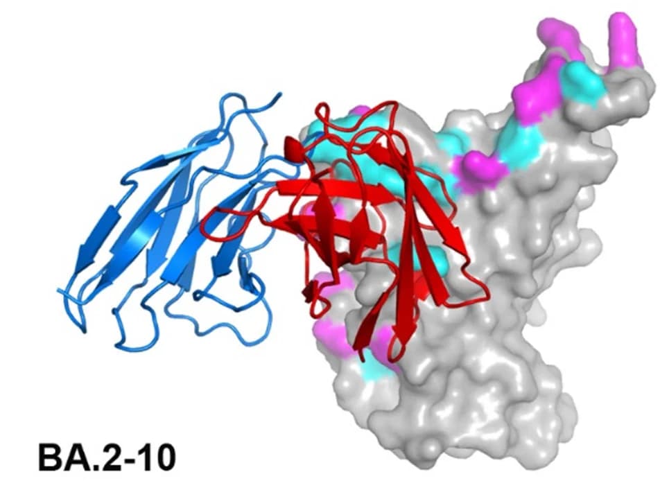 Open access visualization of Protein Structure, BA.2-10, RBD, CDRs, Vh Domain