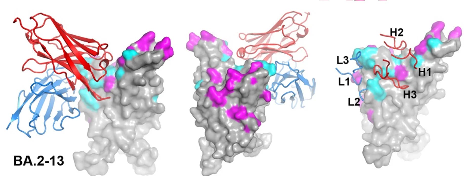 Open access visualization of Protein Structure, Delta-RBD, BA.2-13, Complex