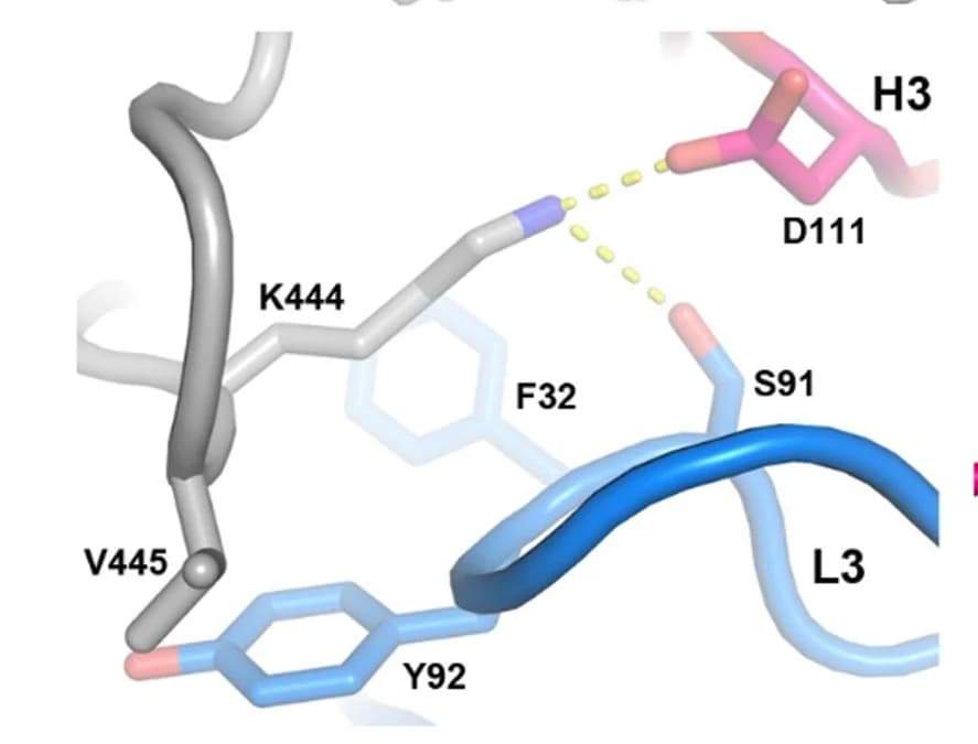 Open access visualization of Protein Structure, Chemical Structure, RBD, BA.2-13