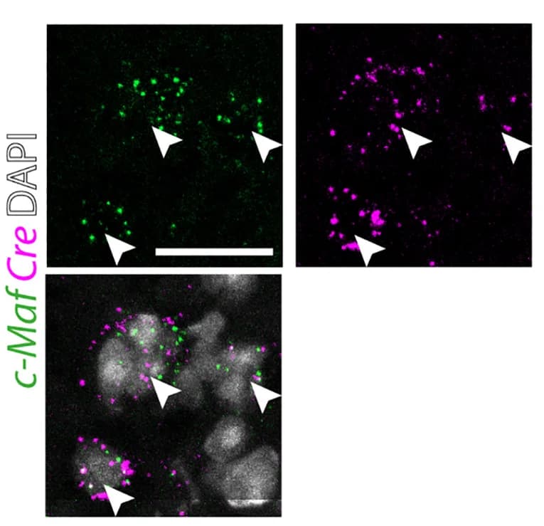 Open access visualization of Microscopy, In Situ Hybridization, c-Maf, Cre mRNA, Mouse Spinal Cord