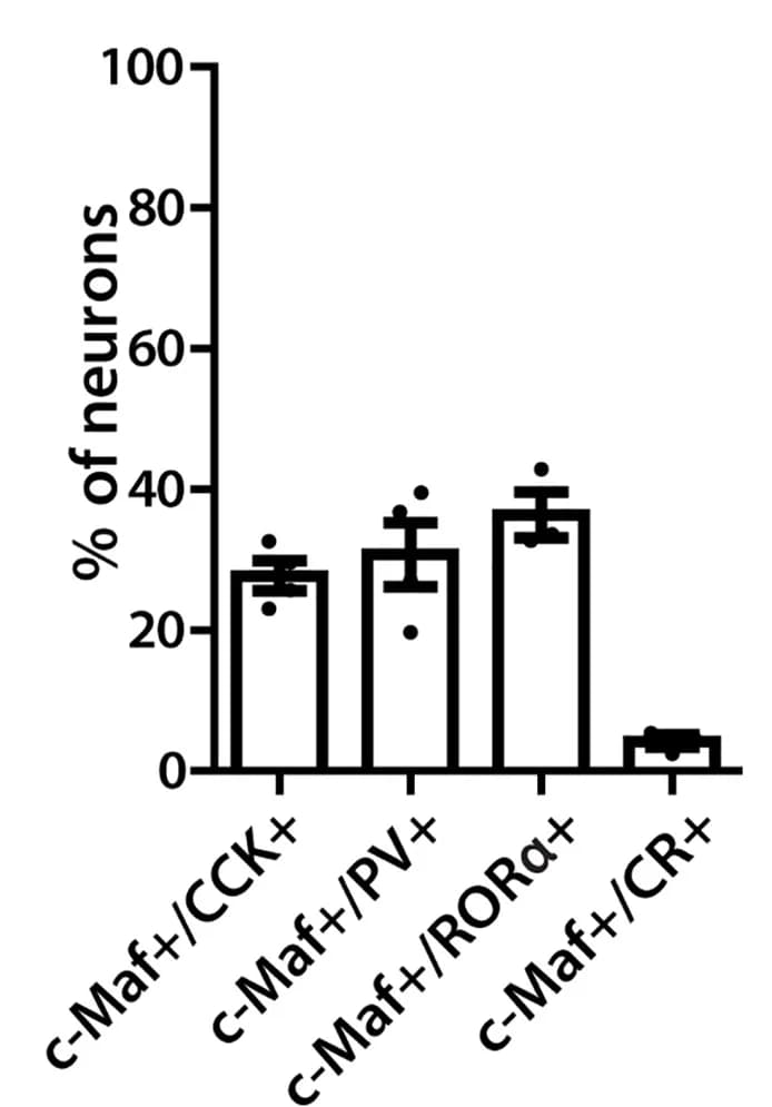 Open access visualization of Bar Plot, Error Bars, Quantification, CCK, PV