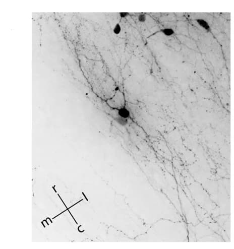 Open access visualization of Microscopy, Immunofluorescence Staining, DRG, c-MafEX Mice, eGFP