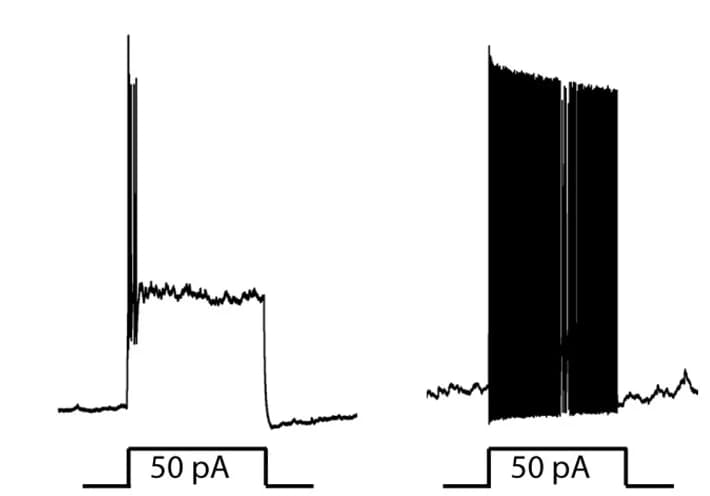 Open access visualization of Line Plot, Line Step, c-MafEX Neurons, Traces, Electrophysiology