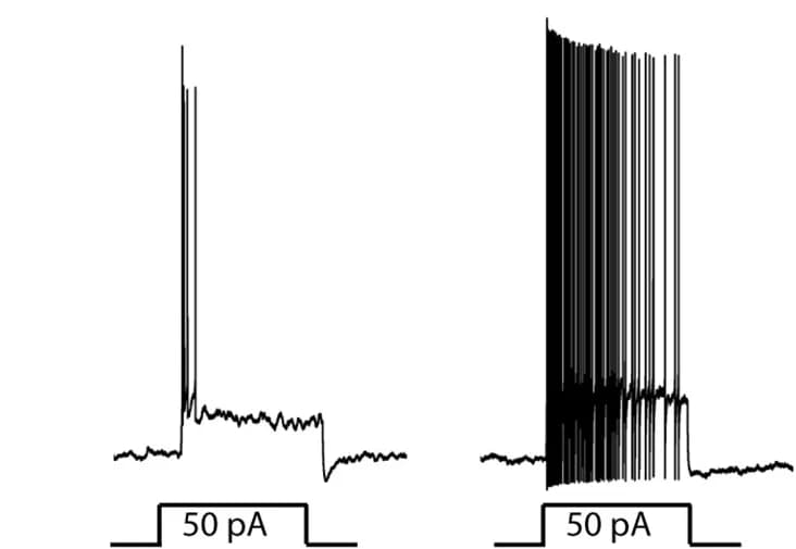 Open access visualization of Line Plot, Line Step, c-MafIN Neurons, Traces, Electrophysiology