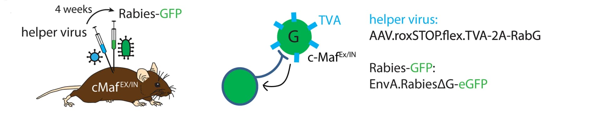 Open access visualization of Illustration, Workflow, Flowchart, Helper Virus, Spinal Cord