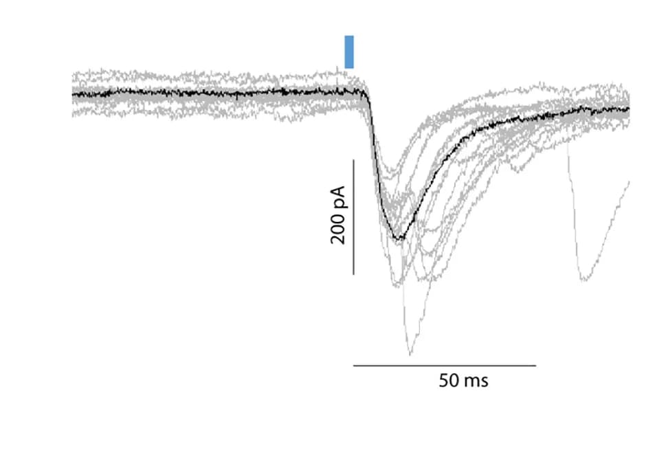 Open access visualization of Line Plot, Slice Recordings, Optogenetic Stimulation, ChR2-YFP, CST Terminals