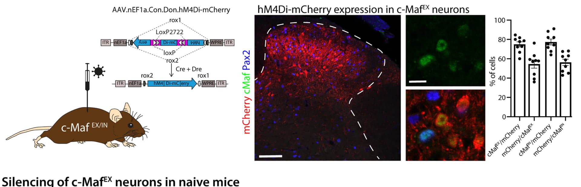 Open access visualization of Bar Plot, Error Bars, Microscopy, Illustration, DREADD construct
