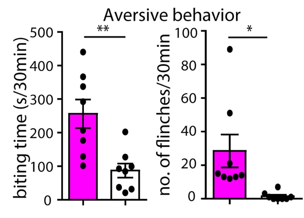 Open access visualization of Bar Plot, Error Bars, Scatter Plot, Aversive behavior, c-MafEX mice