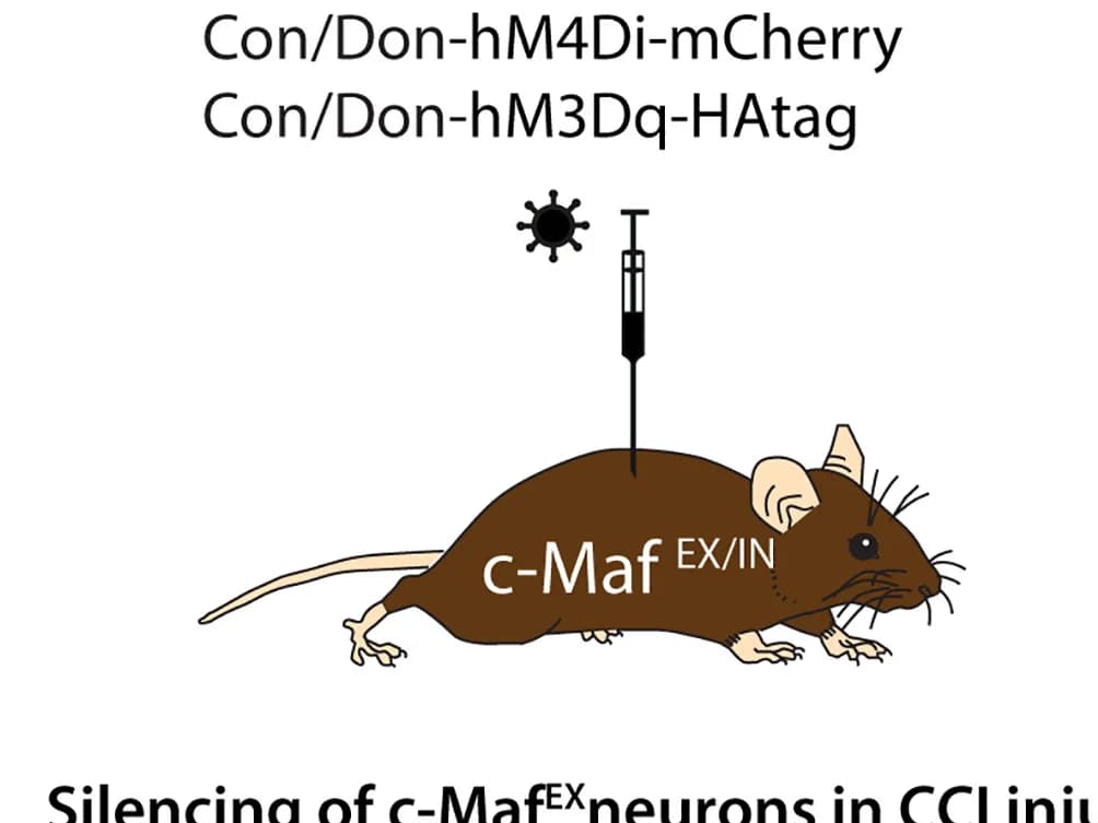 Open access visualization of Illustration, DREADD, rAAV, Spinal Cord, Control Mice