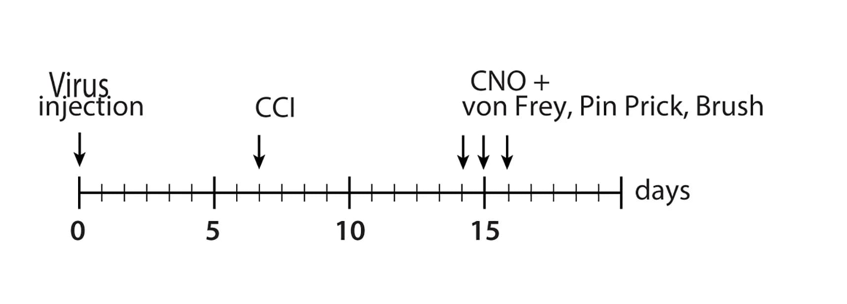 Open access visualization of Workflow, Flowchart, Virus Injection, CCI, Neuropathic Pain