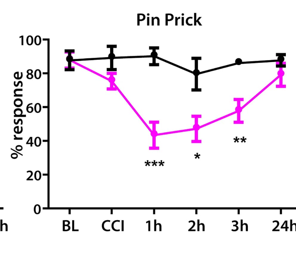 Open access visualization of Line Plot, Error Bars, Mechanical Stimulation, Pin Prick, Neuropathic Pain