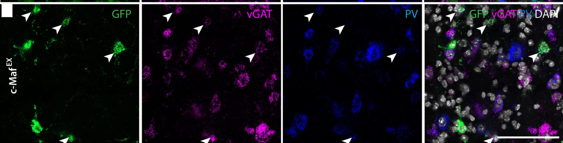 Open access visualization of Microscopy, in situ Hybridization, eGFP, vGAT, PV