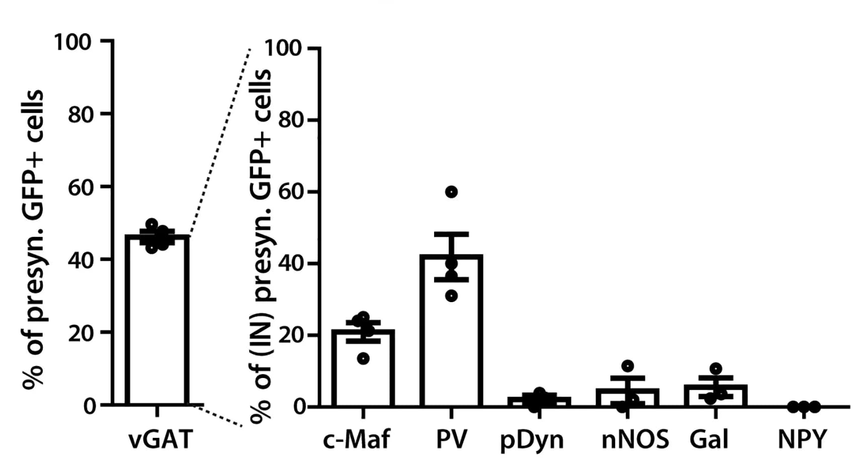 Open access visualization of Bar Plot, Error Bars, Scatter Plot, vGAT, Spinal Interneuron Markers