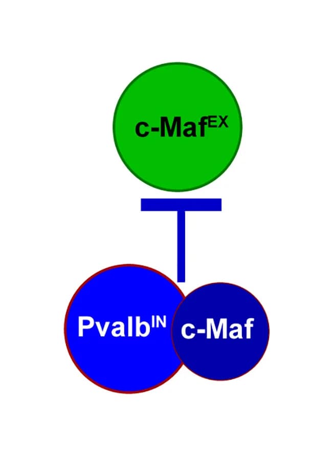 Open access visualization of Illustration, Pathway, Schematic Illustration, Inhibitory PV Neurons, c-Maf Neurons