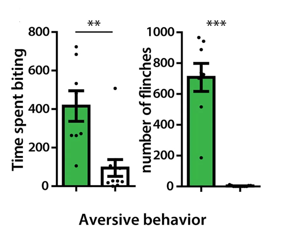 Open access visualization of Bar Plot, Error Bars, Aversive Behavior, PVINablated Mice, Control Mice