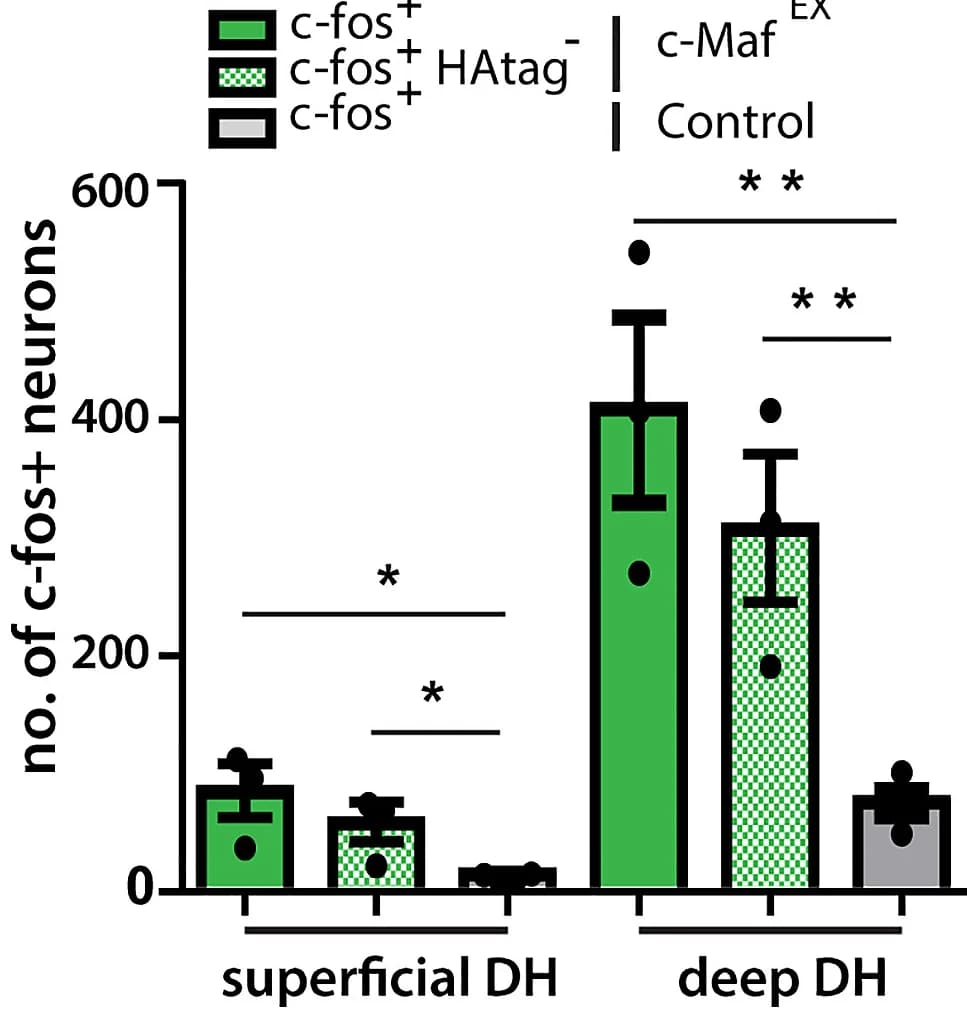 Open access visualization of Bar Plot, Error Bars, Quantification, c-fos Neurons, c-MafEX Neurons