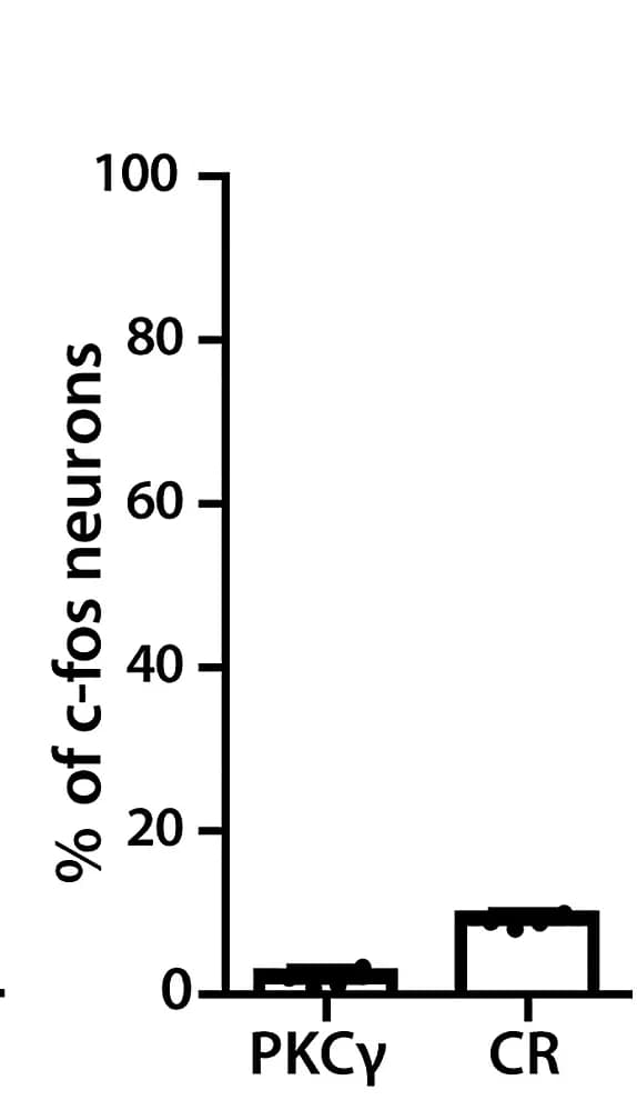 Open access visualization of Bar Plot, Scatter Plot, Quantification, c-fos Neurons, PKCγ