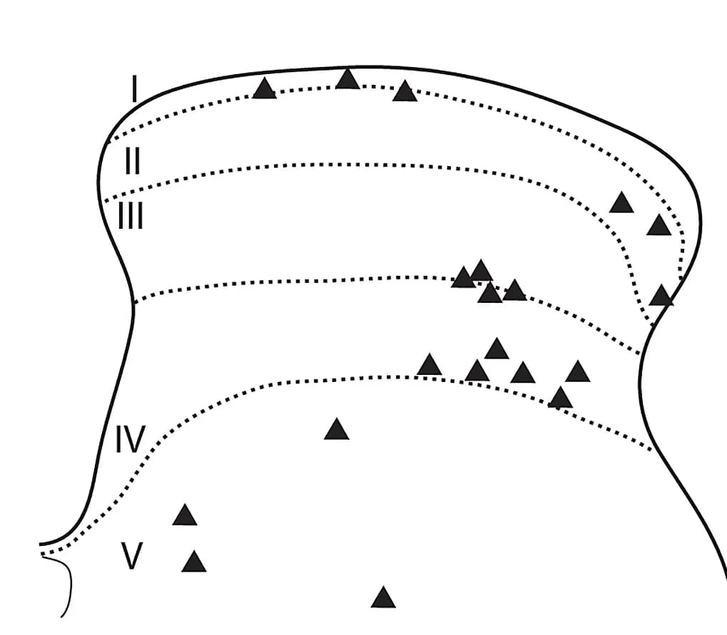 Open access visualization of Scatter Plot, Diagram, eGFP+spinoparabrachial Neurons