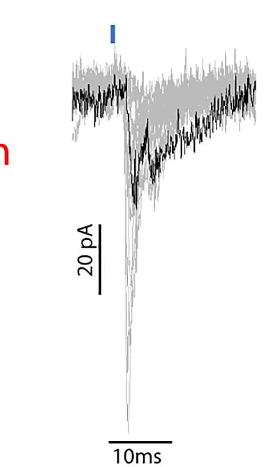 Open access visualization of Line Plot, Deep Dorsal Horn, Optogenetic Stimulation