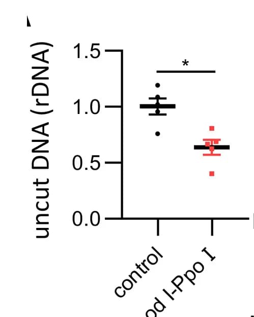 Open access visualization of Bar Plot, Error Bars, rDNA, Podocytes, Mice