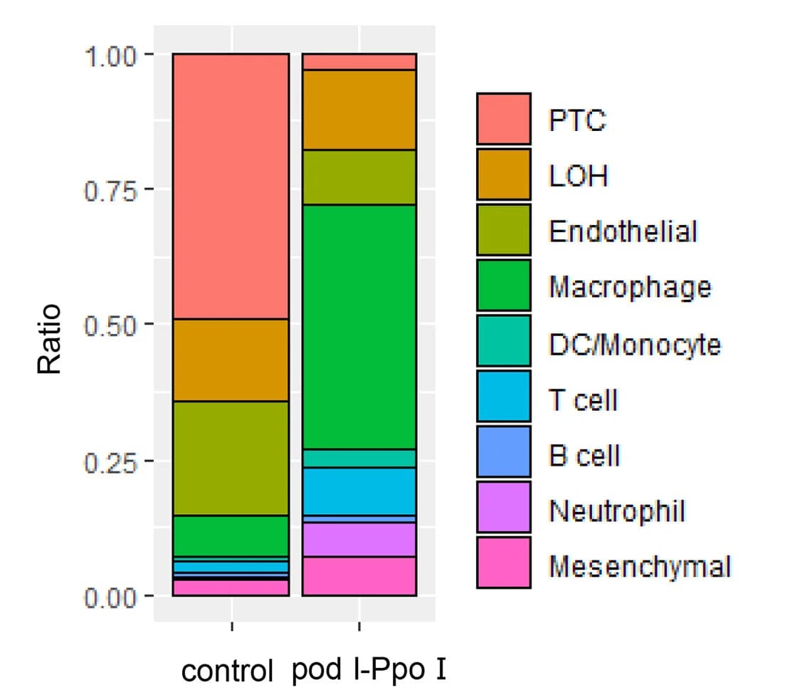 Open access visualization of Stacked Bar Plot, Cell proportions, pod I-PpoI mice, Control mice