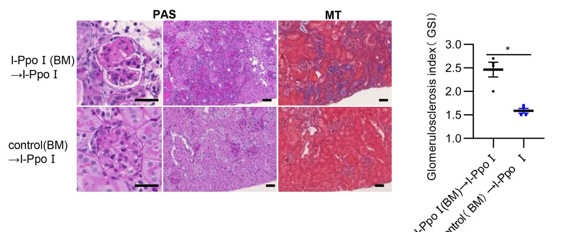 Open access visualization of Microscopy, Scatter Plot, Error Bars, PAS Staining, M-T Staining