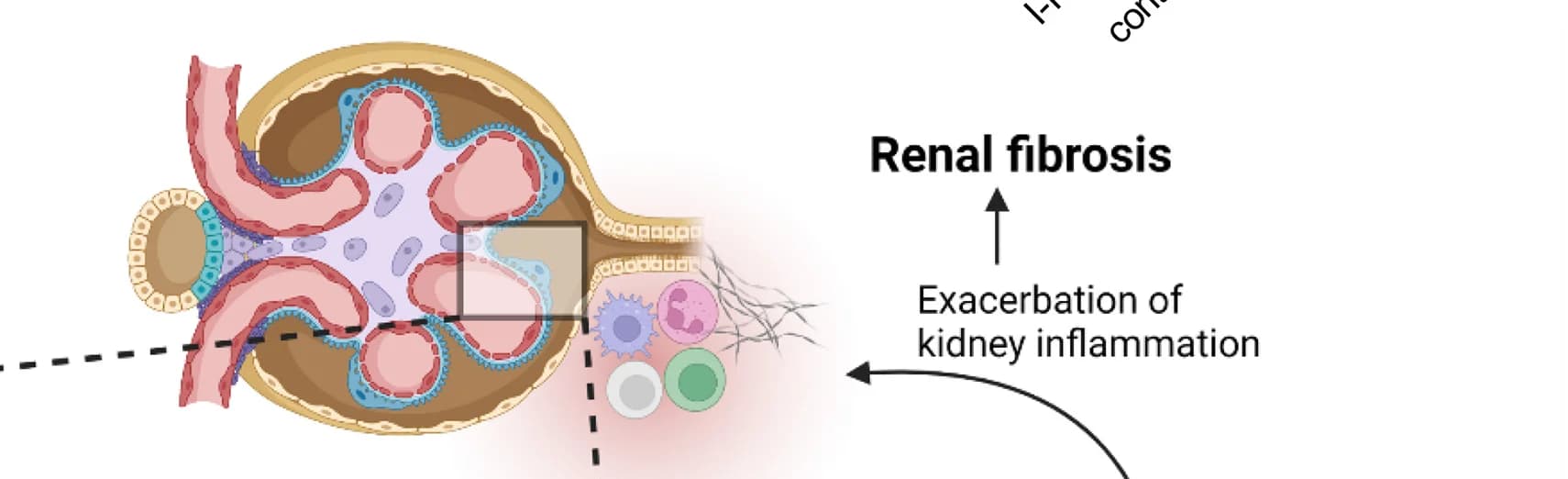 Open access visualization of Workflow, Flowchart, Illustration, DNA Double-Strand Breaks, Podocytes