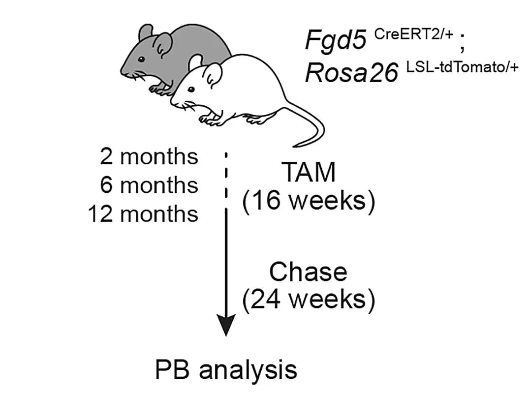 Open access visualization of Workflow, Illustration, Experimental Design, Mice, Tamoxifen