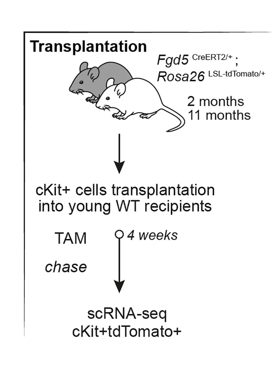 Open access visualization of Workflow, Illustration, Experimental Design, cKit+ Cells, Fgd5CreERT2/+;Rosa26LSL-Tomato/+ Mice