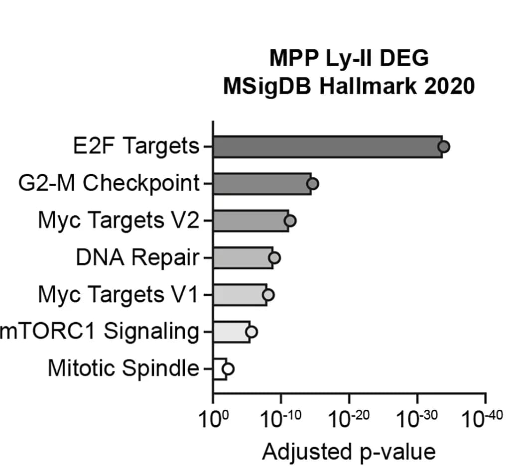 Open access visualization of Bar Plot, Bar Chart, Differentially Expressed Genes, MPP Ly-II, Enriched Pathways