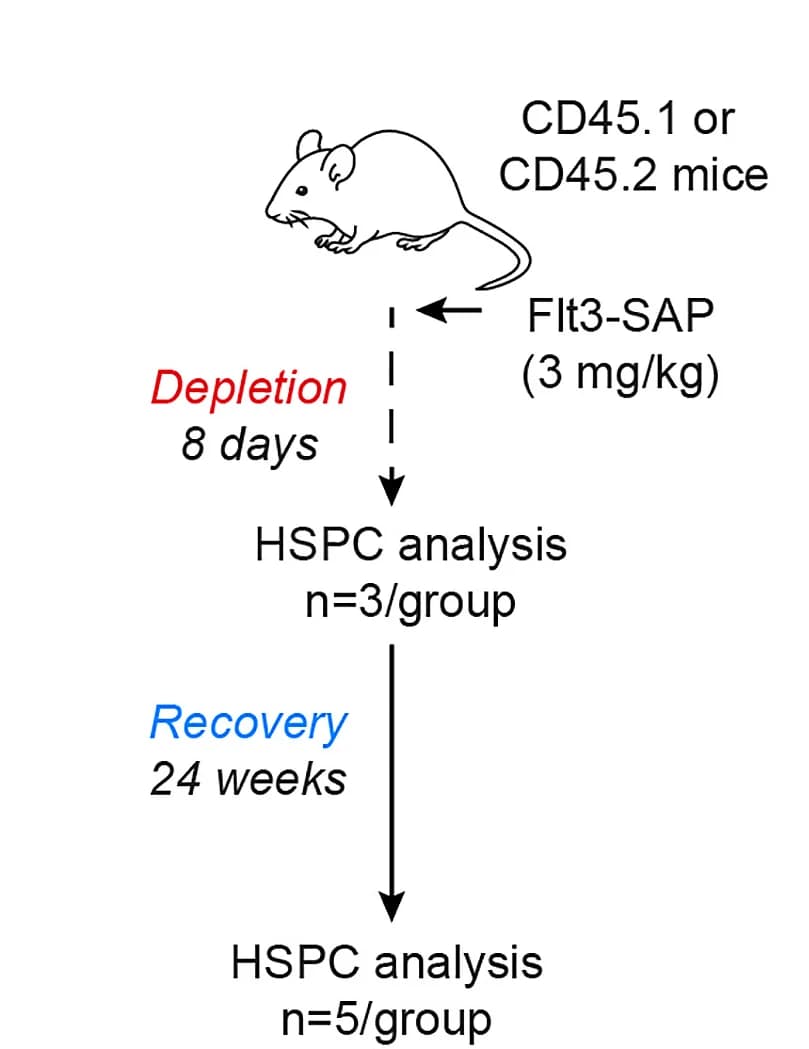 Open access visualization of Workflow, Flowchart, Illustration, Experimental Design, In Vivo Depletion