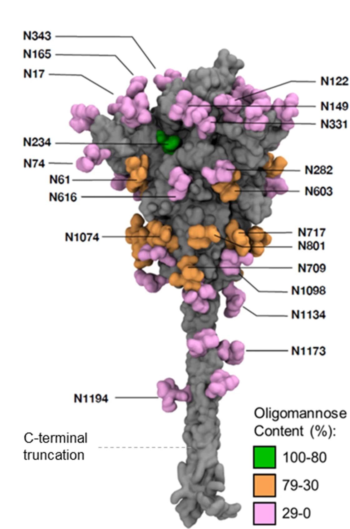 Open access visualization of Protein Structure, SARS-CoV-2, Glycan Shield, Recombinant Proteins, Oligomannose