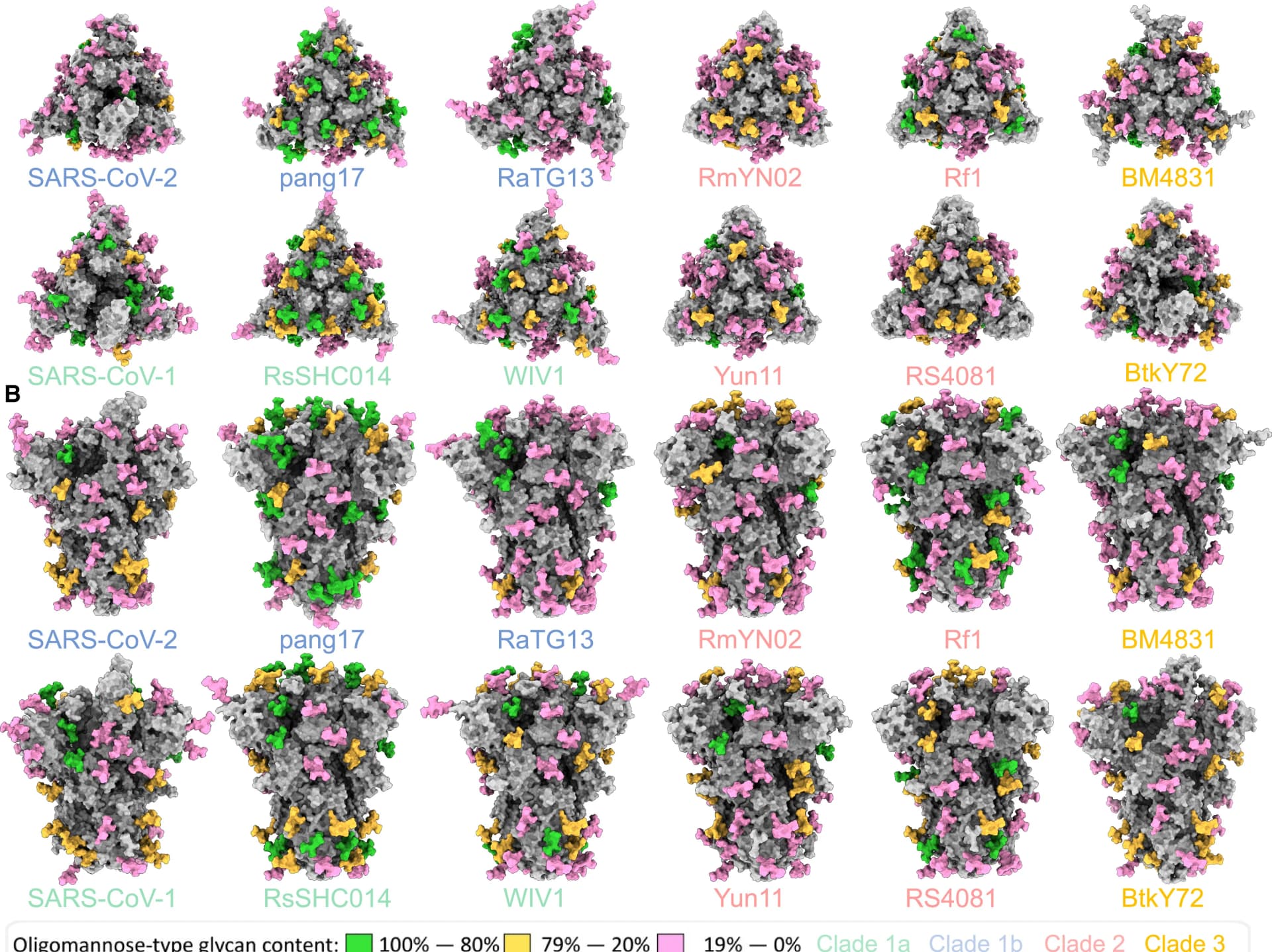 Open access visualization of Protein Structure, 3D Maps, Glycan Shields, Sarbecoviruses