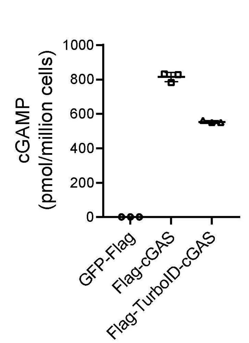 Open access visualization of Scatter Plot, cGAMP, 293T Cells, GFP-FLAG, FLAG-cGAS