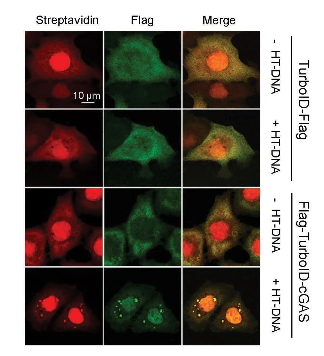 Open access visualization of Microscopy, TurboID-FLAG, FLAG-TurboID-cGAS, HeLa Cells, Confocal Imaging