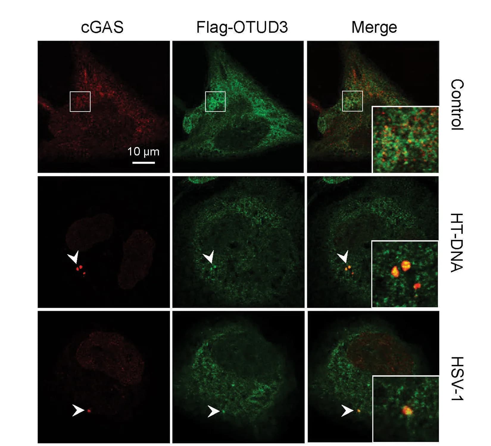 Open access visualization of Microscopy, FLAG-OTUD3, cGAS, THP-1 Cells, HT-DNA
