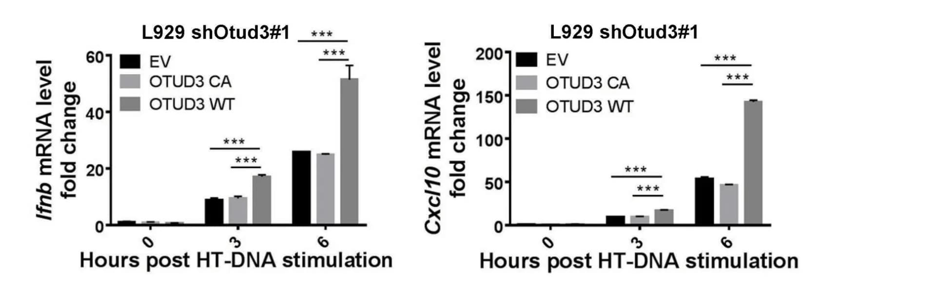 Open access visualization of Bar Plot, Error Bars, Clustered, mRNA levels, Ifnb