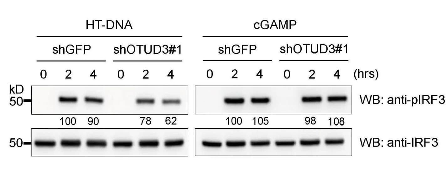 Open access visualization of Gel, WB analysis, IRF3 phosphorylation, THP-1 cells, shGFP