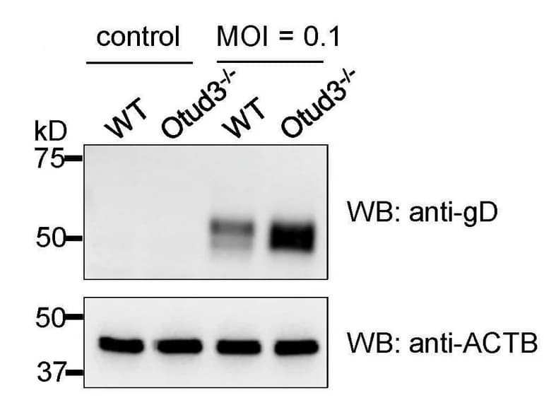 Open access visualization of Gel, WB analysis, HSV-1 gD protein, MEF WT cells, Otud3−/− cells