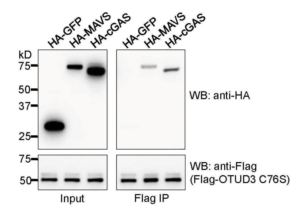 Open access visualization of Gel, CoIP, OTUD3, cGAS, MAVS
