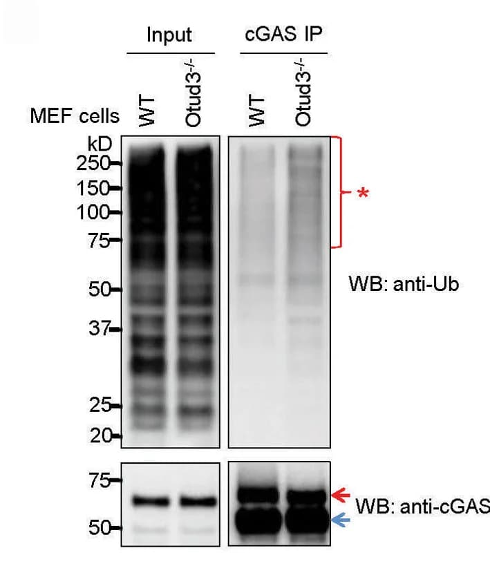Open access visualization of Gel, Polyubiquitination, Endogenous cGAS, Endogenous Ub WB, MEF WT cells