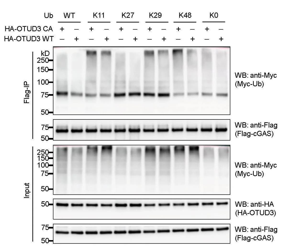 Open access visualization of Gel, In Cell, Deubiquitination, FLAG-cGAS, HA-OTUD3