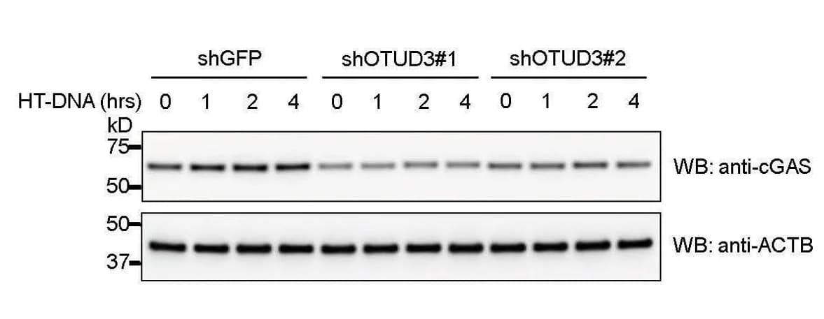 Open access visualization of Gel, cGAS Protein, Protein Stability, Endogenous cGAS, cGAS WB