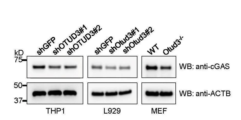 Open access visualization of Gel, Endogenous cGAS, cGAS Protein, Protein Levels, OTUD3 KD cells