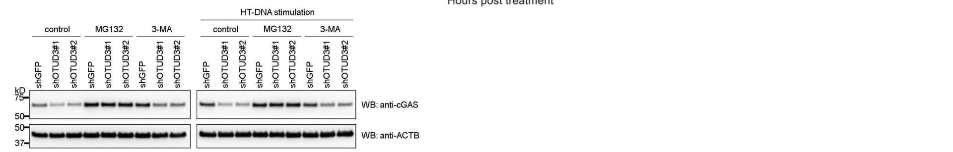 Open access visualization of Gel, Endogenous cGAS, Protein Degradation, THP-1 cells, shGFP cells
